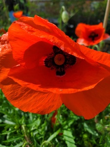 Poppy