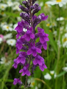 Purple Toadflax