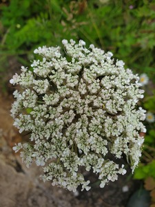 Wild carrot