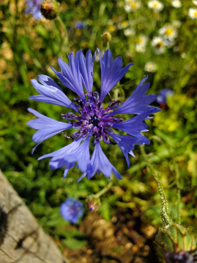 Cornflower