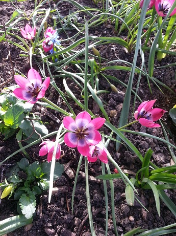cu_spring_tulip_9.4.14.jpg