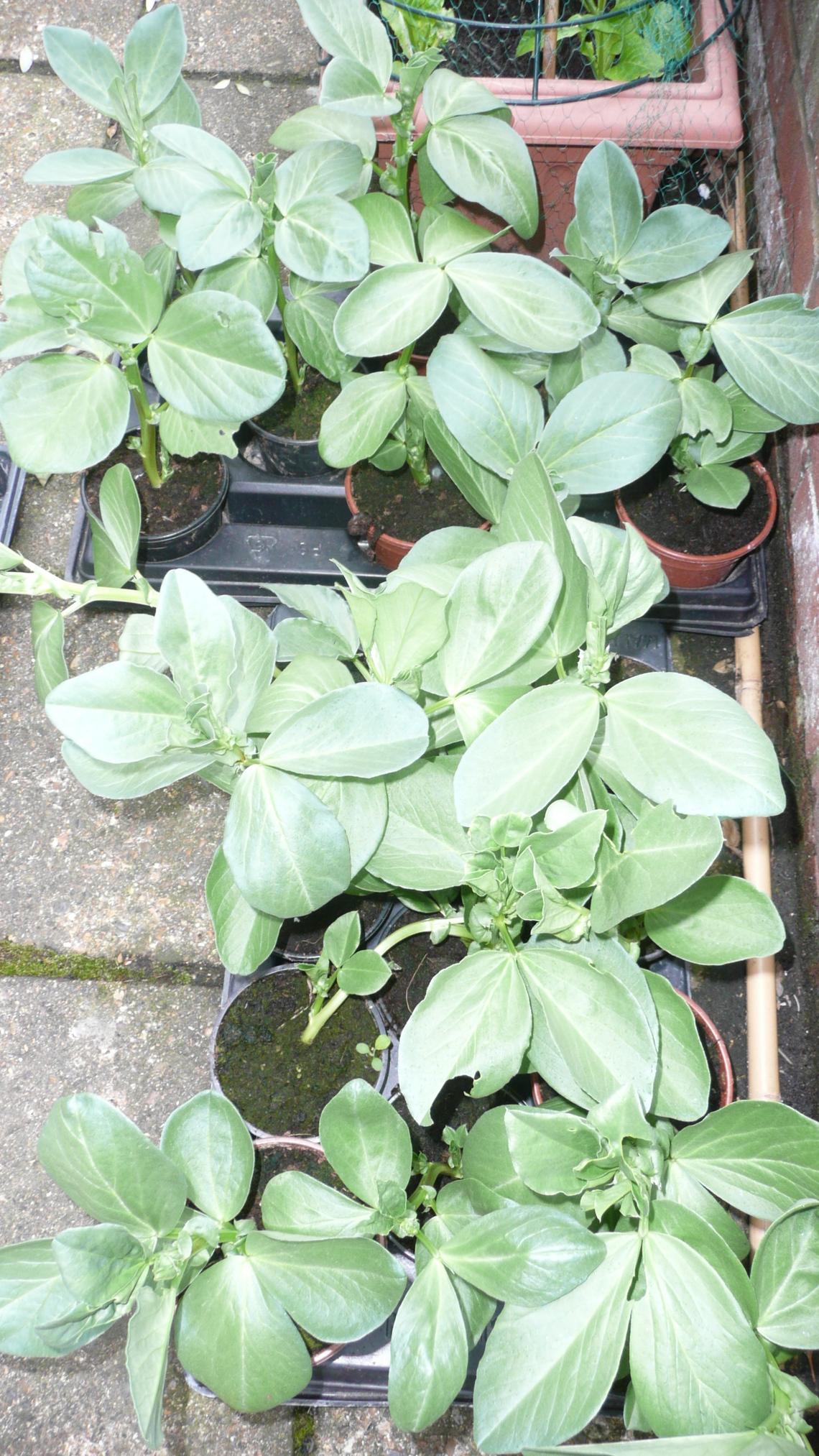 broad beans ready to plant out