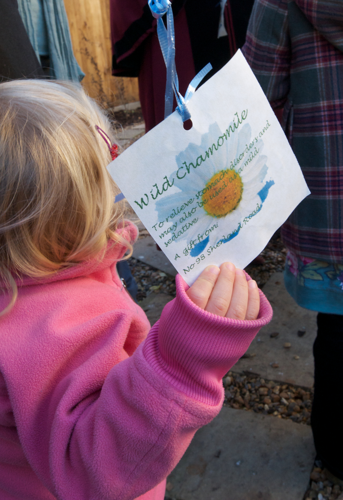 close up camomile seeds tied to balloon