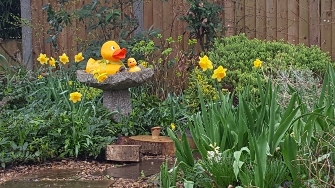 duckie and babies 2017