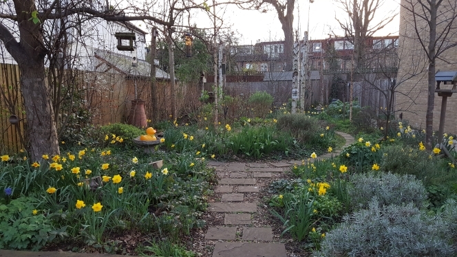 Spring daffodils 2017