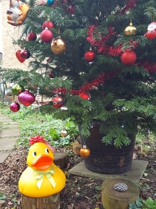 Ducky xmas day