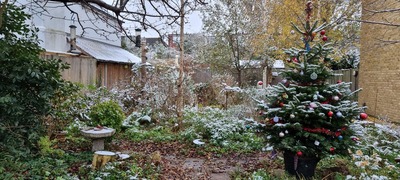 Snowy Garden