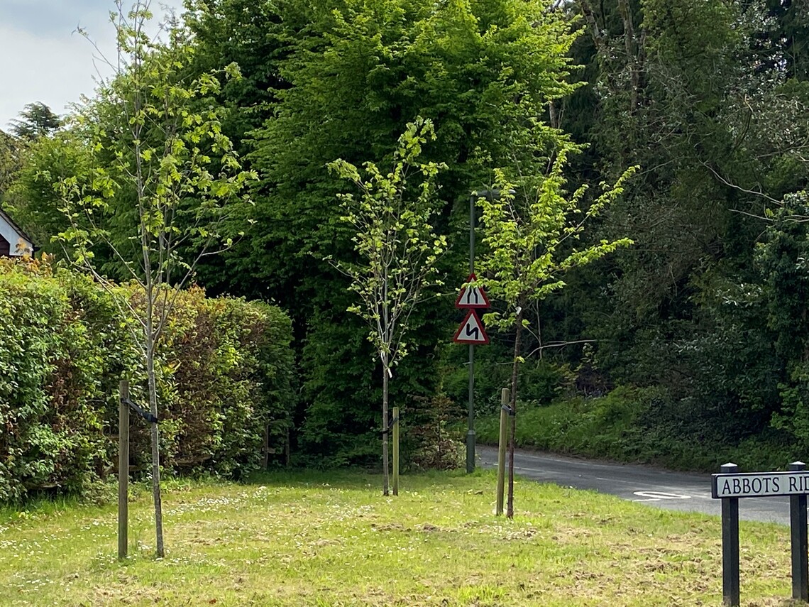 Trees planted in Abbots Ride