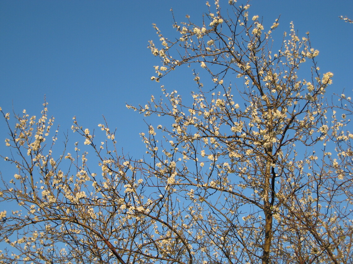 Picture of jasmine against blue sky