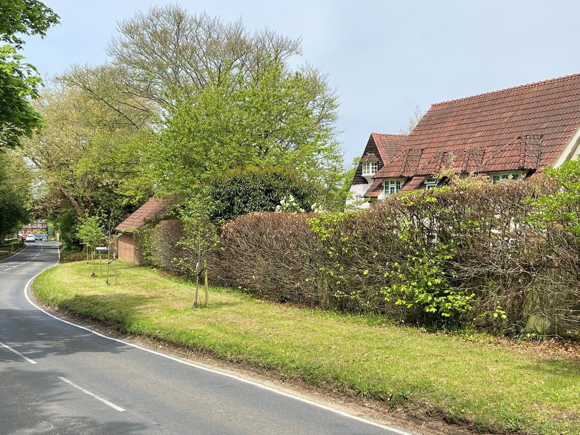 Trees planted in Tilford Road