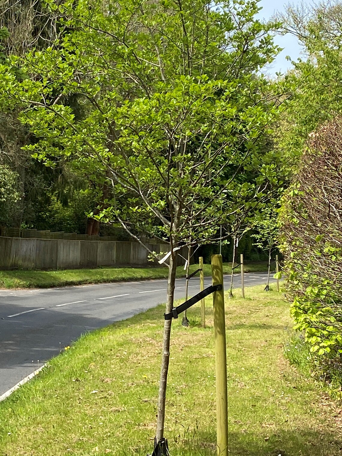Trees planted in Tilford Road