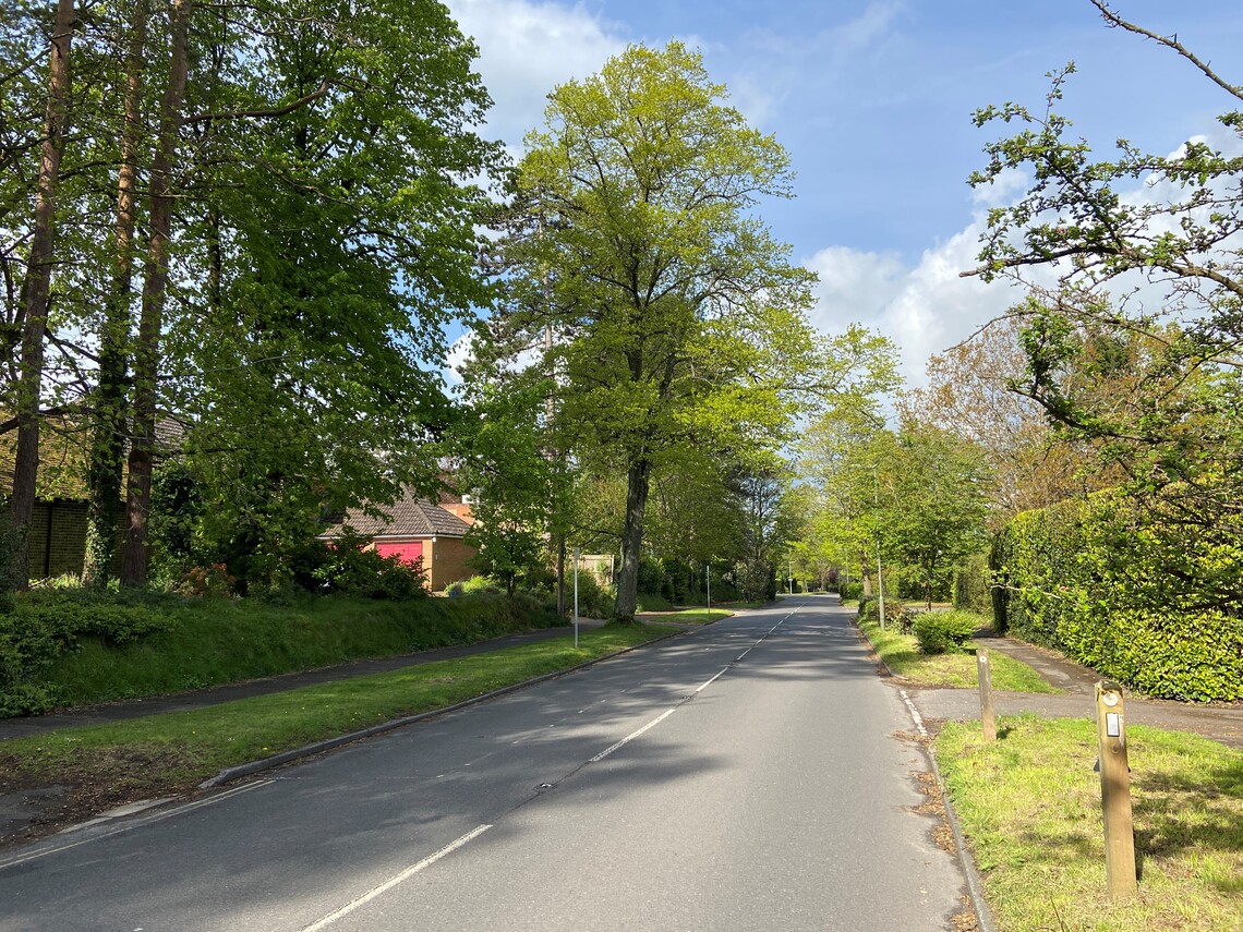 Trees planted in Waverley Lane