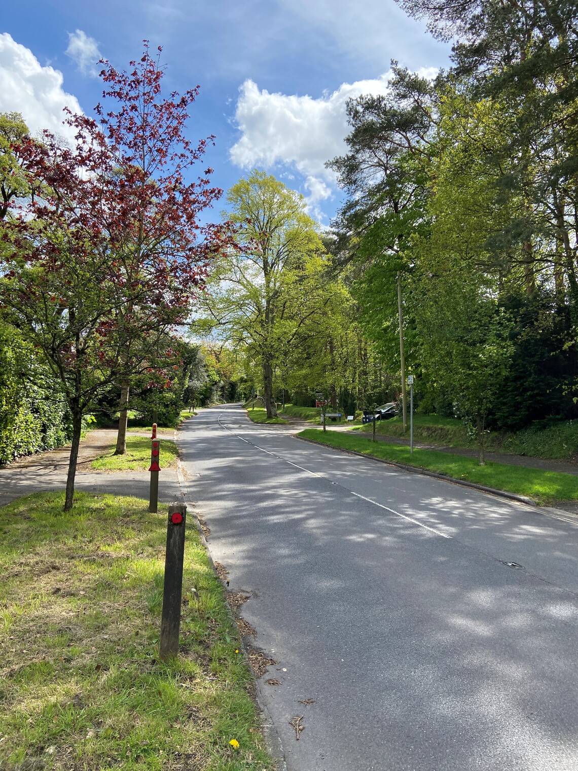 Trees planted in Waverley Lane