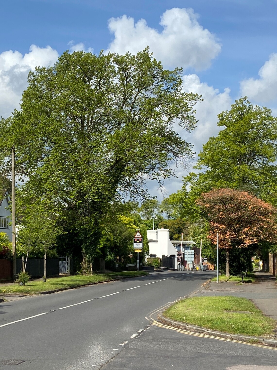 Trees planted in Waverley Lane