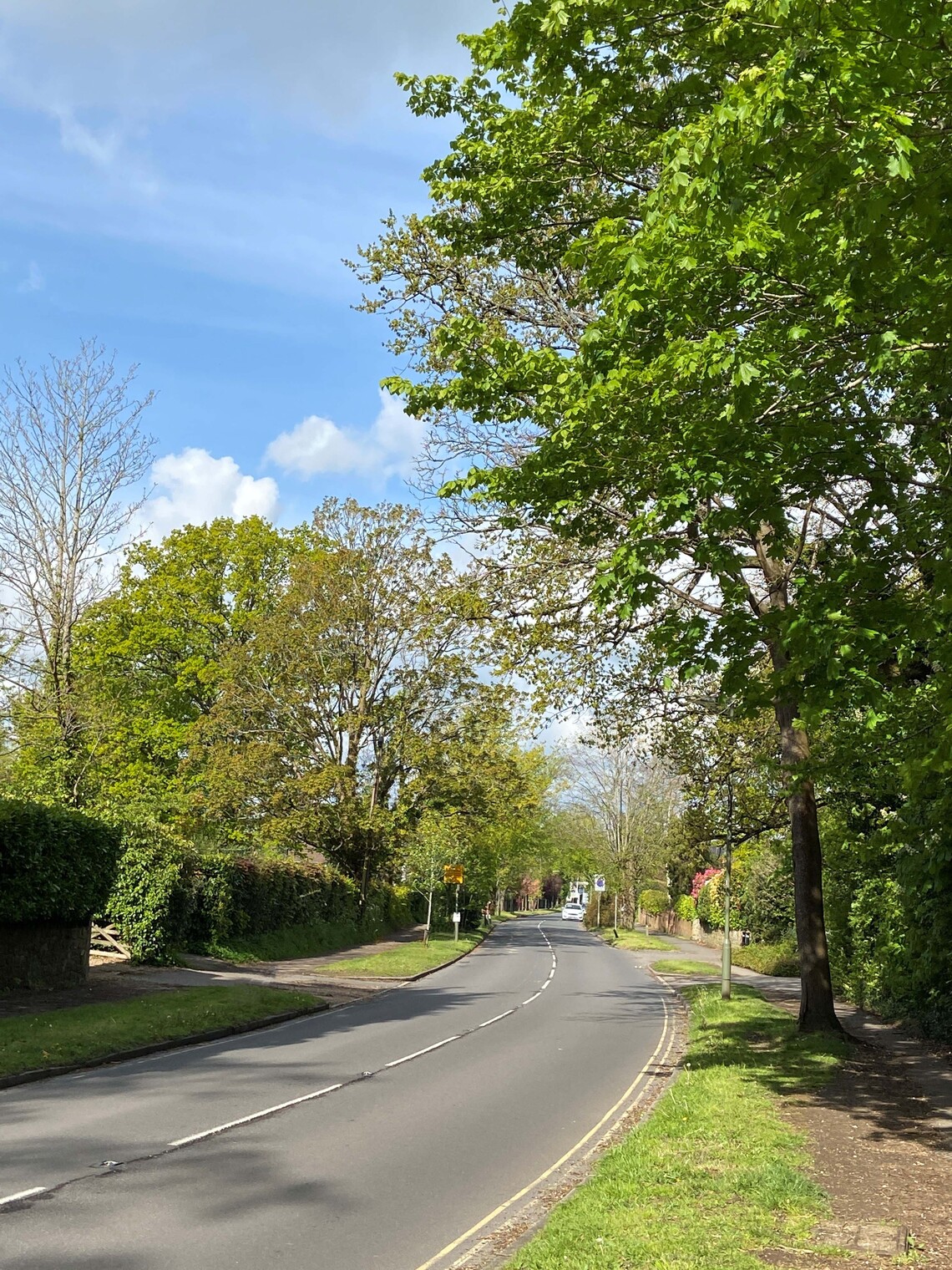 Trees planted in Waverley Lane