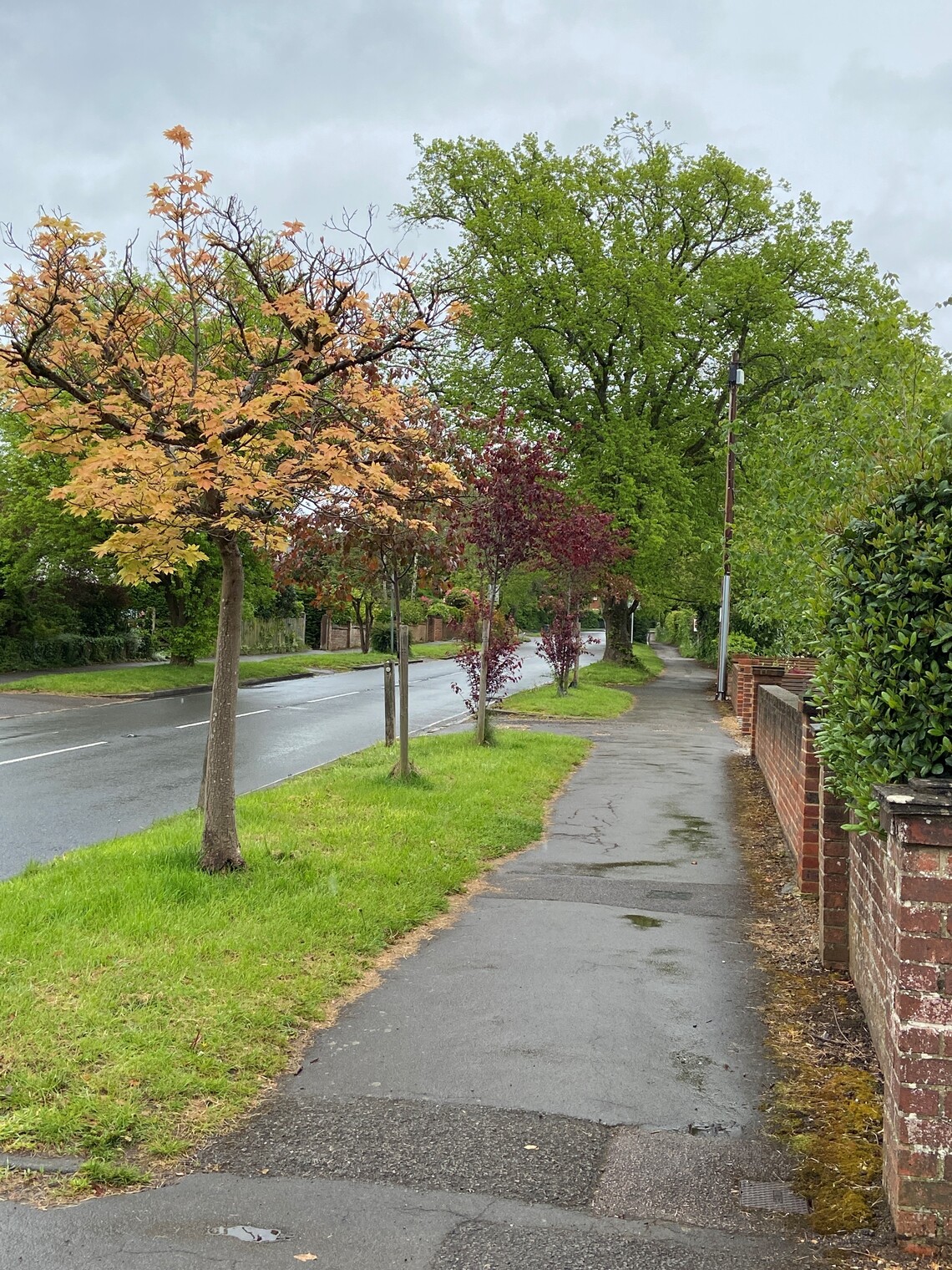 Trees planted in Waverley Lane