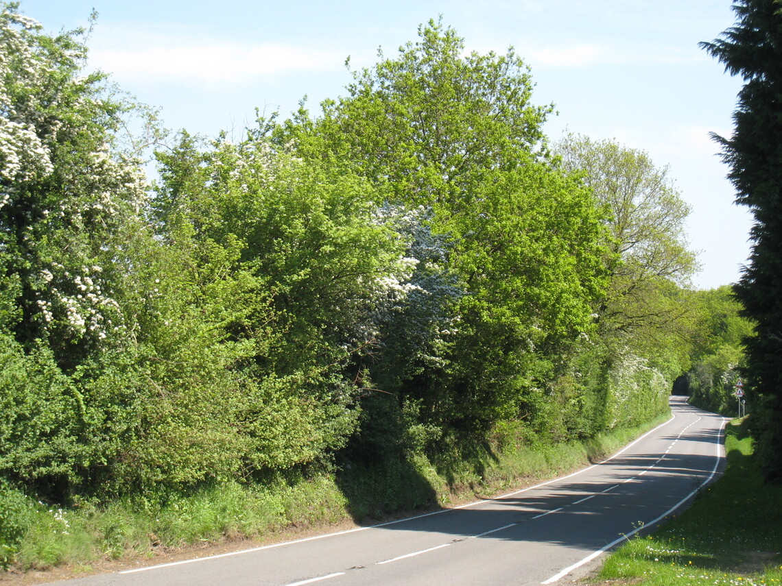 Waverley Lane at Abbots Ride