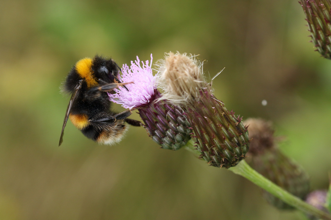 bee