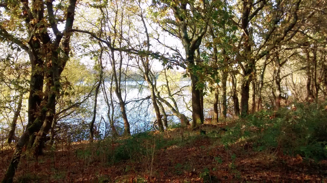 Trees along a river bank