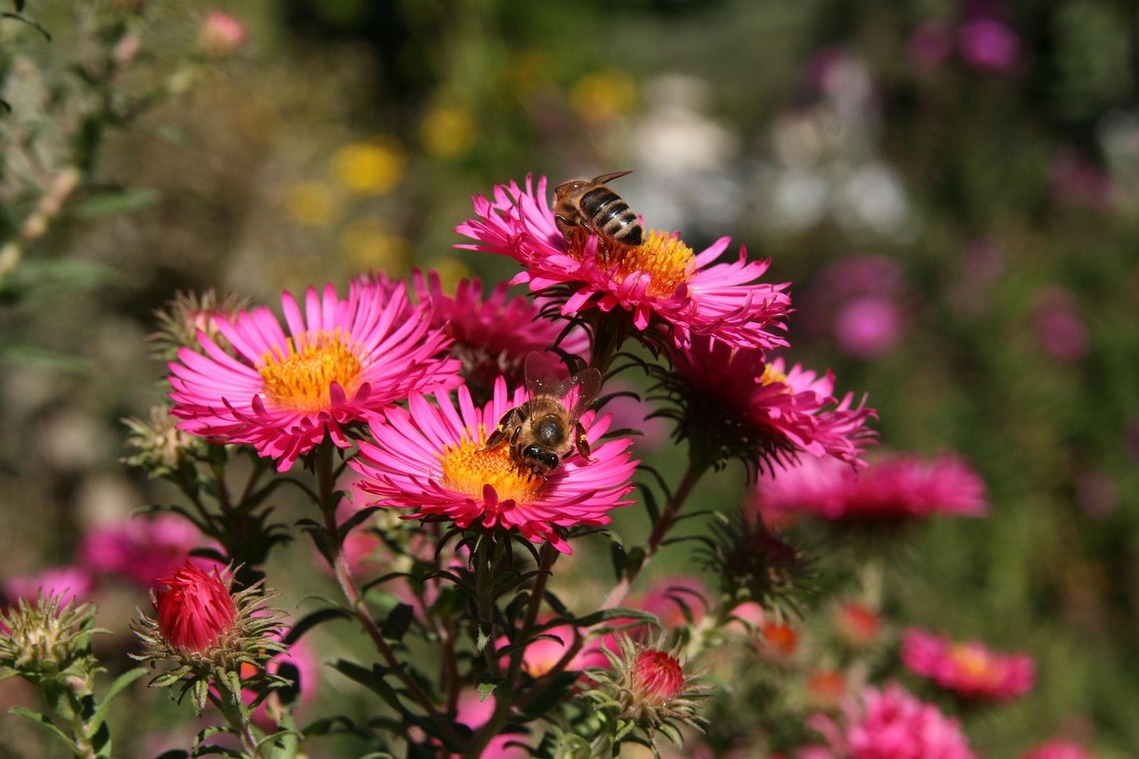 Busy bees