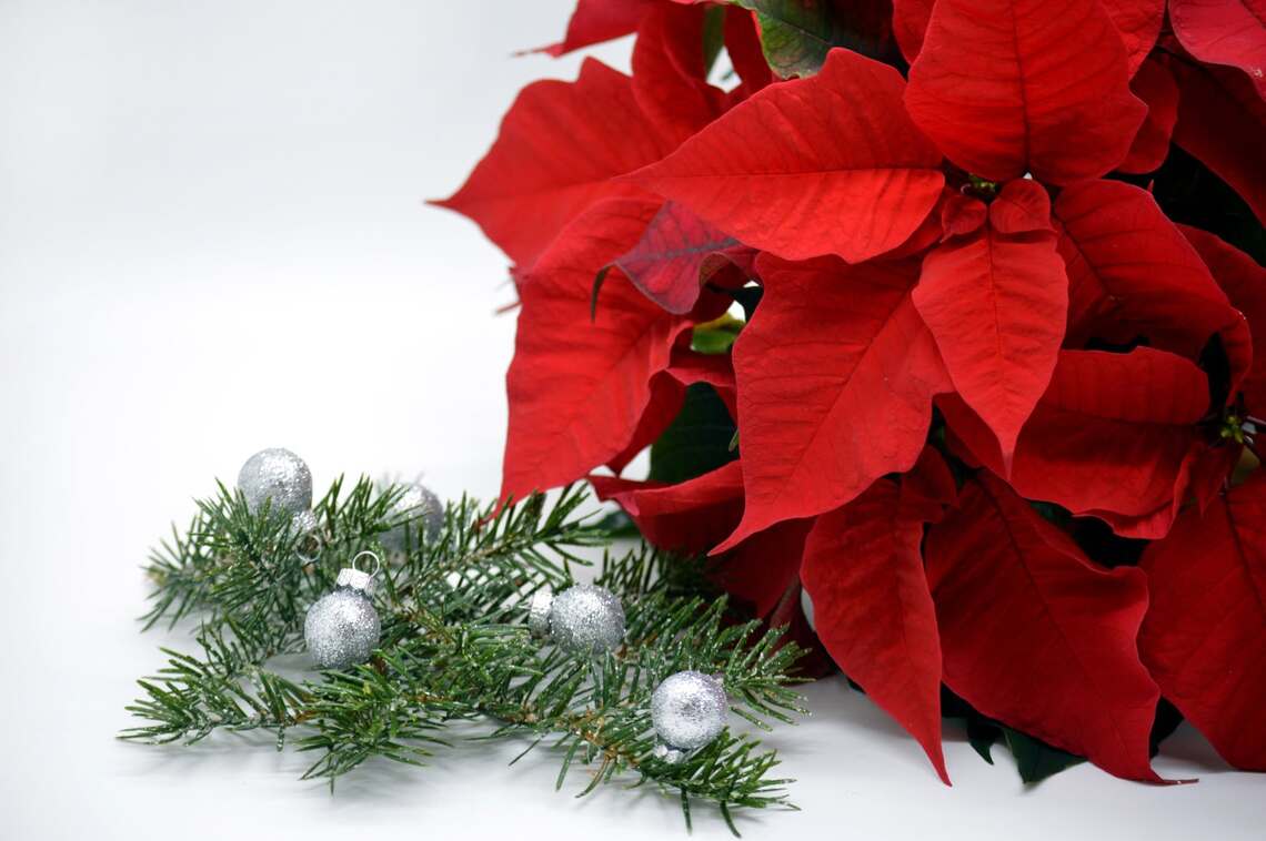 Christmas plants