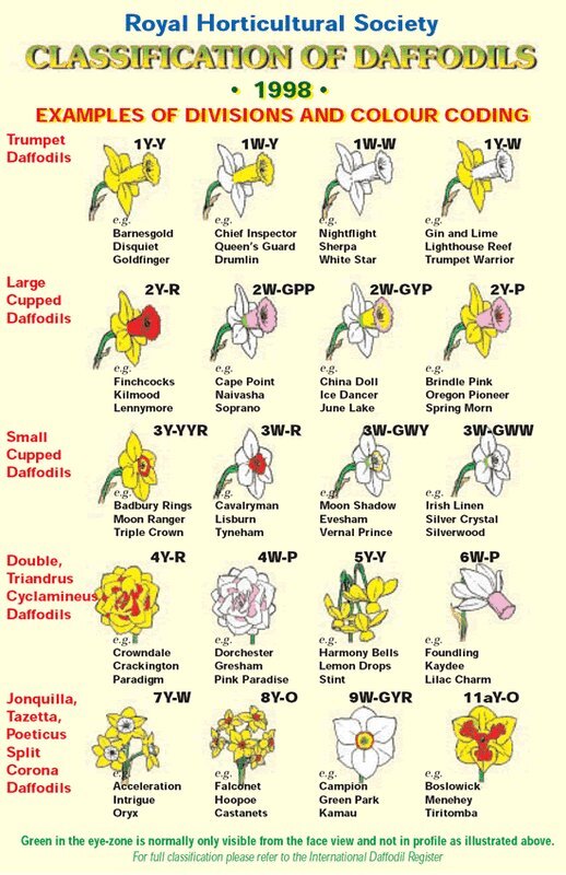 List of daffodil divisions