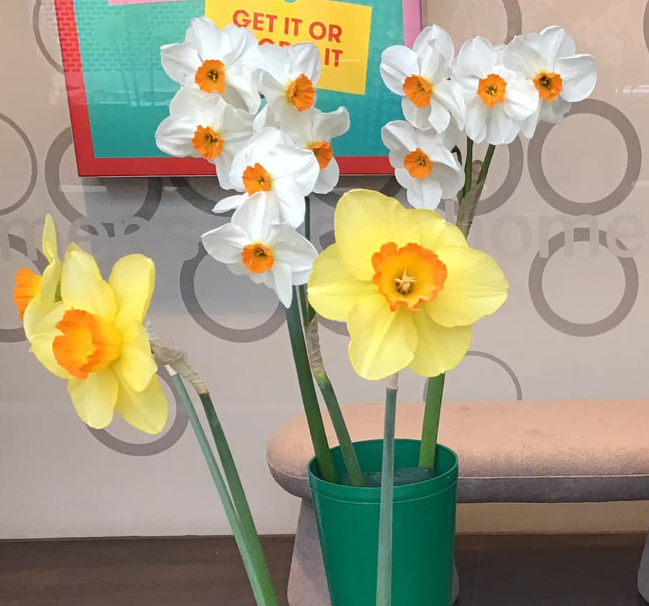 Daffodil exhibits