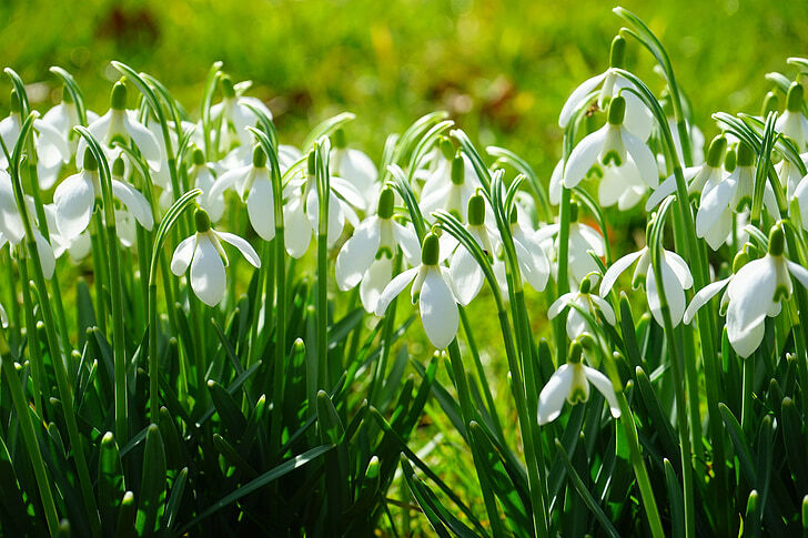 Snowdrops