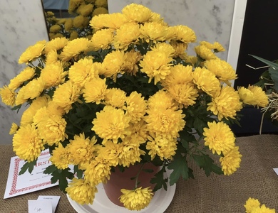 Winning sponsored plant