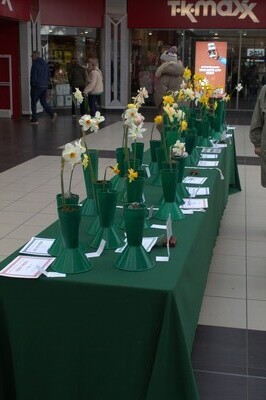 2026 Spring show Daffodils