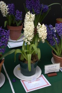 Spring Show 2026 1 Bowl or pot of 3 growing hyacinths Class