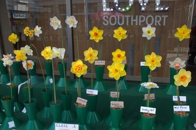 Spring Show 2026 Southport Daffodil Championship 6 blooms Class