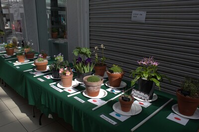 Spring Show 2026 NW Alpine Garden Society 