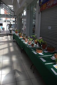 Spring Show 2026 NW Alpine Garden Society 