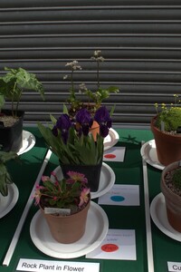 Spring Show 2026 NW Alpine Garden Society 