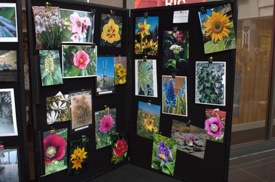 Spring Show 2026 A favourite plant Photography Class