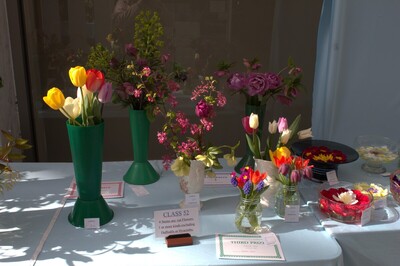 Spring Show 2026 6 stems of any cut Spring flowers Class