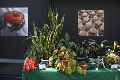 Spring Show 2026 1 foliage pot plant Class