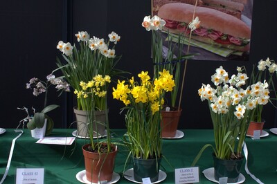 Spring Show 2026 1 pot of orchids Class and 1 bowl or pot growing Daffodils Class