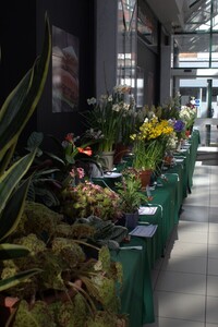 Spring Show 2026 Pot Plants 