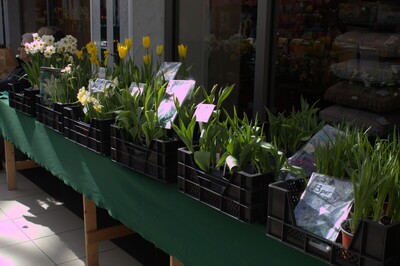 Spring Show 2026 Plants for Sale