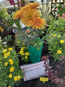 Southport Flower Show 2026 Community Raised Bed chrysanthemums