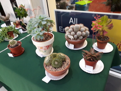 2019 Autumn Show