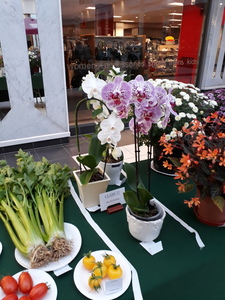 SCGS autumn show 20191026 (10)