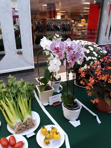 SCGS autumn show 20191026 (11)