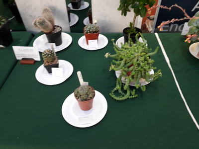 SCGS autumn show 20191026 (2)