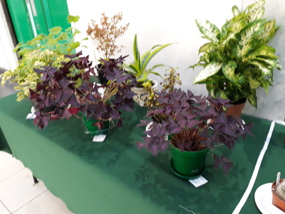 SCGS autumn show 20191026 (3)
