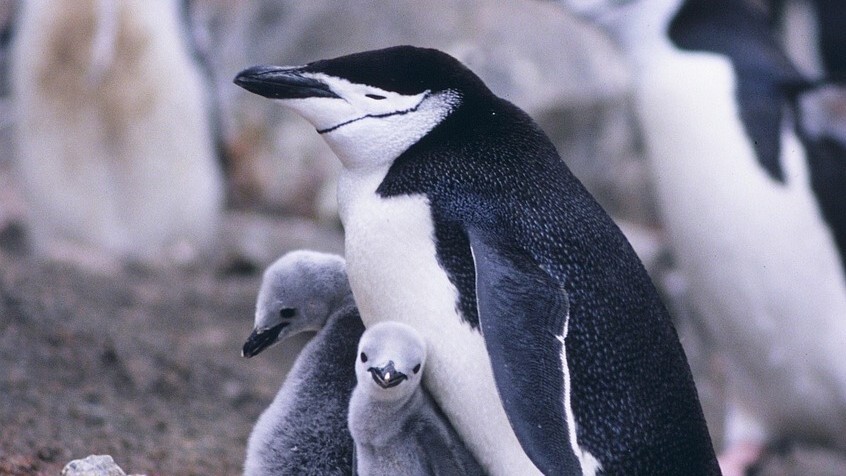 Chinstrap Penguin