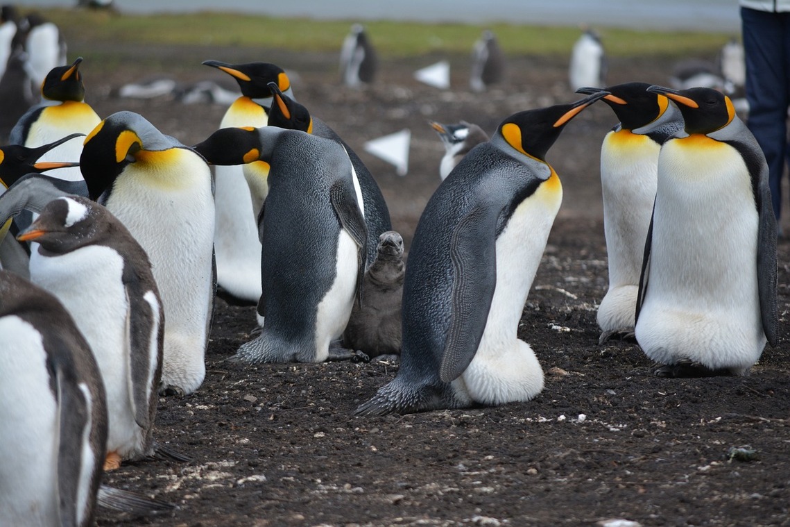 Emperor Penguin