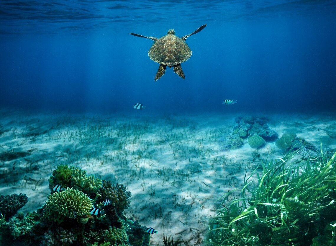 sea turtle underwater